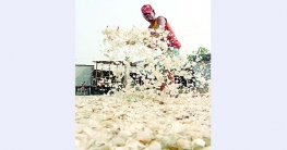 মাছের আঁশ রপ্তানিতে সম্ভাবনা